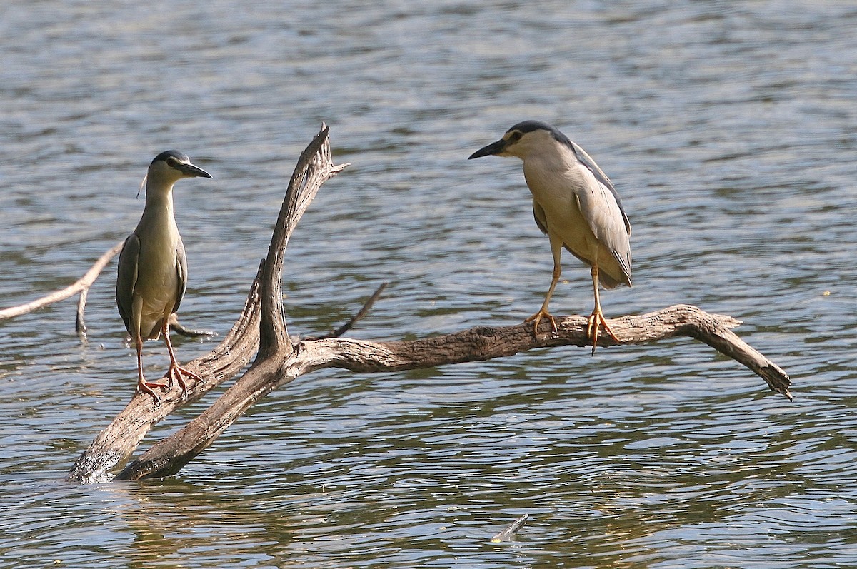 Bihoreau gris (nycticorax) - ML214999901