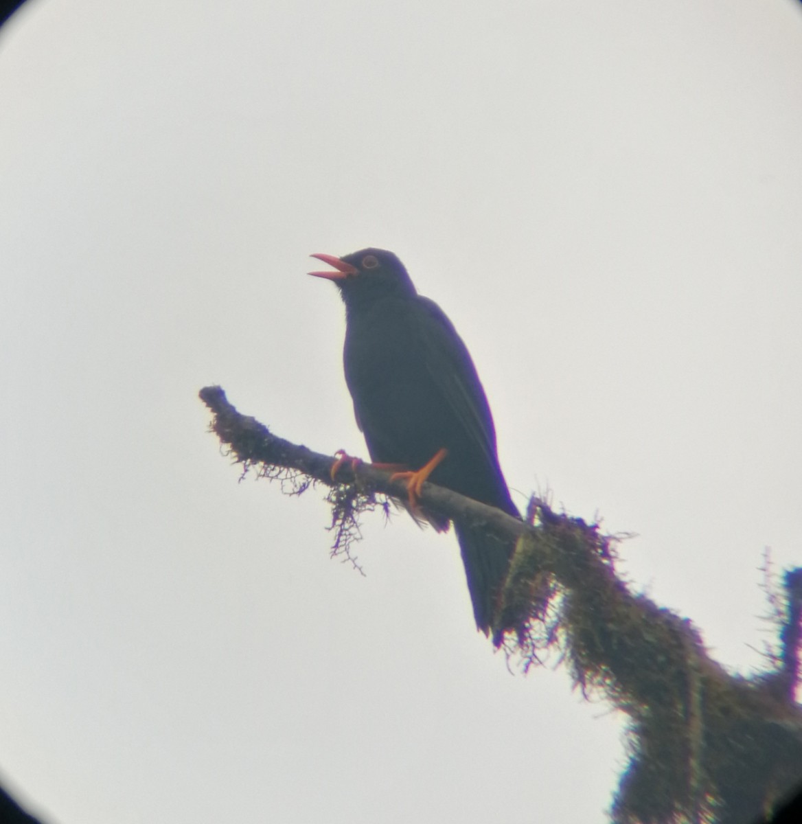 Glossy-black Thrush - ML214999951