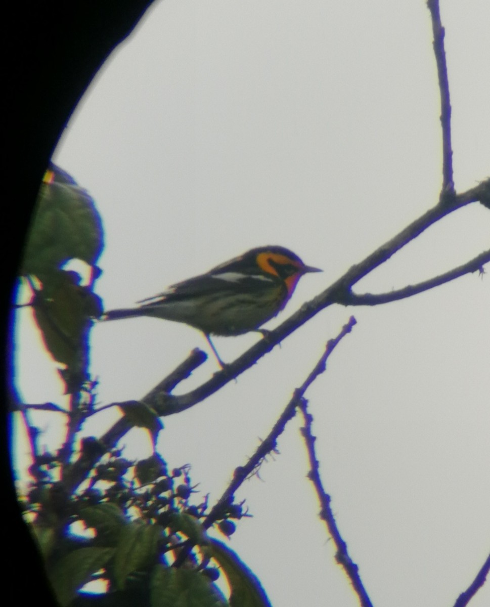 Blackburnian Warbler - ML214999991