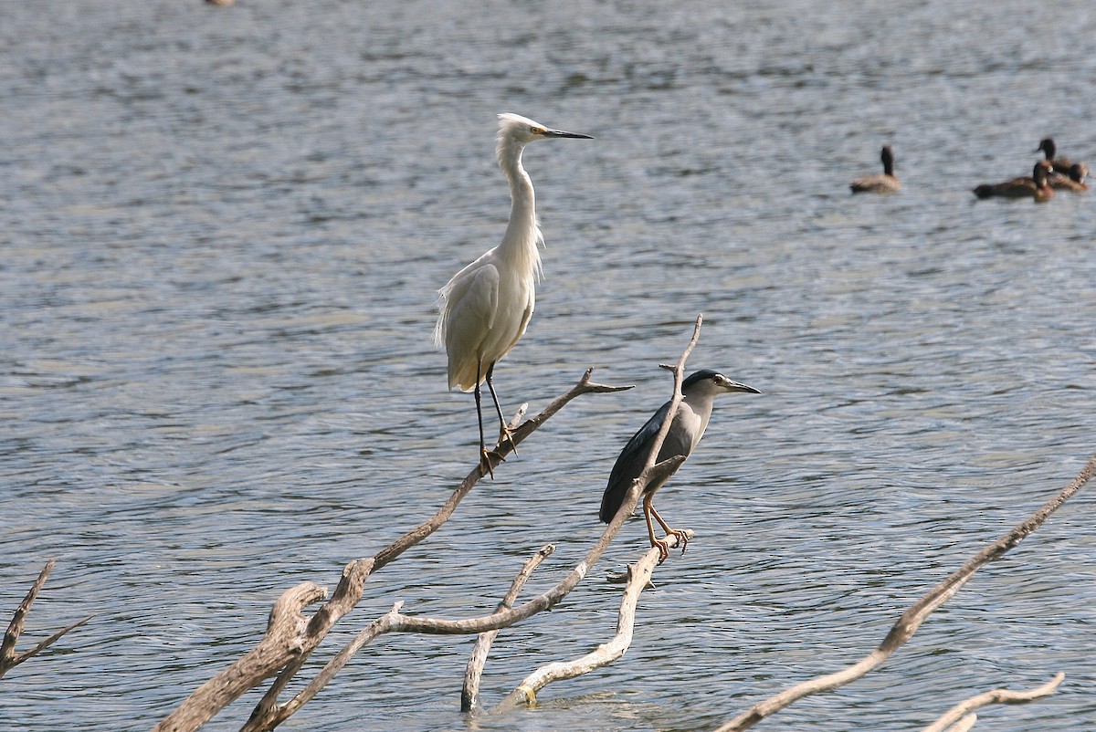 Little Egret (Dimorphic) - ML215000011