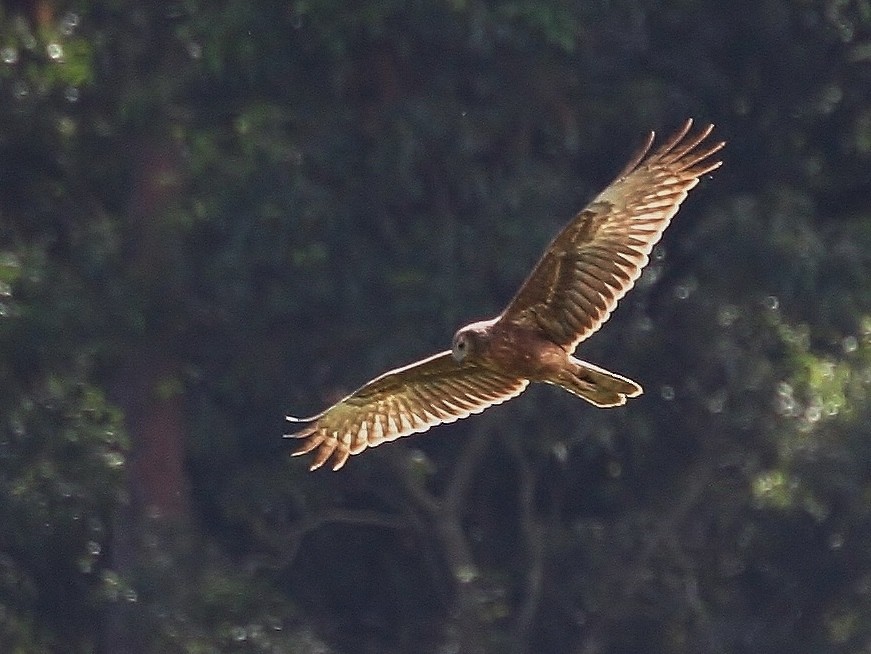 Aguilucho Lagunero de Madagascar - ML215000111