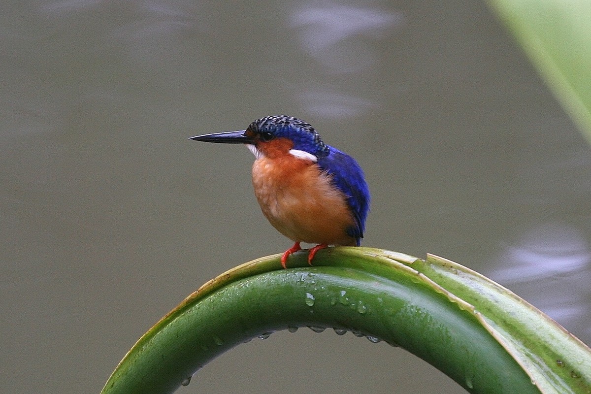 Malagasy Kingfisher - Tony King
