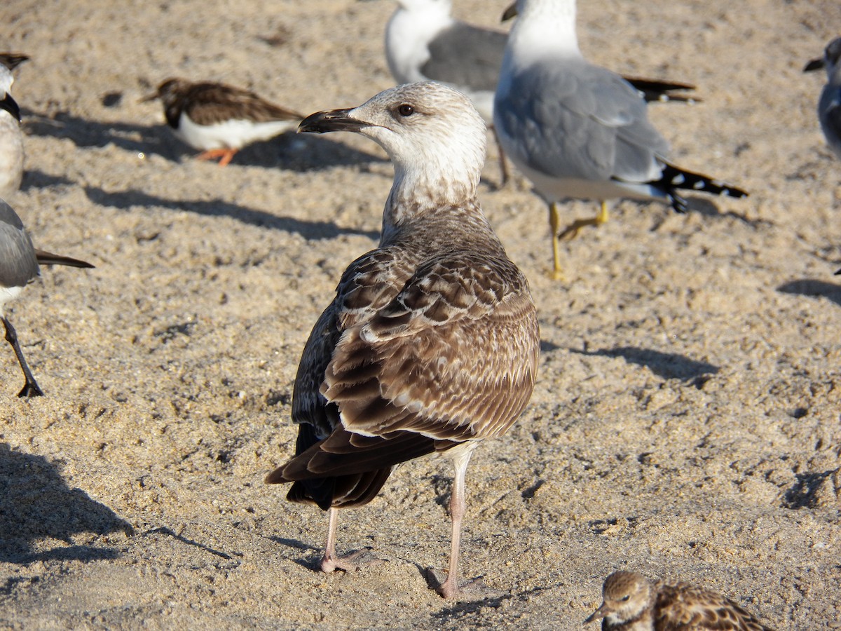 Lesser Black-backed Gull - ML215000831