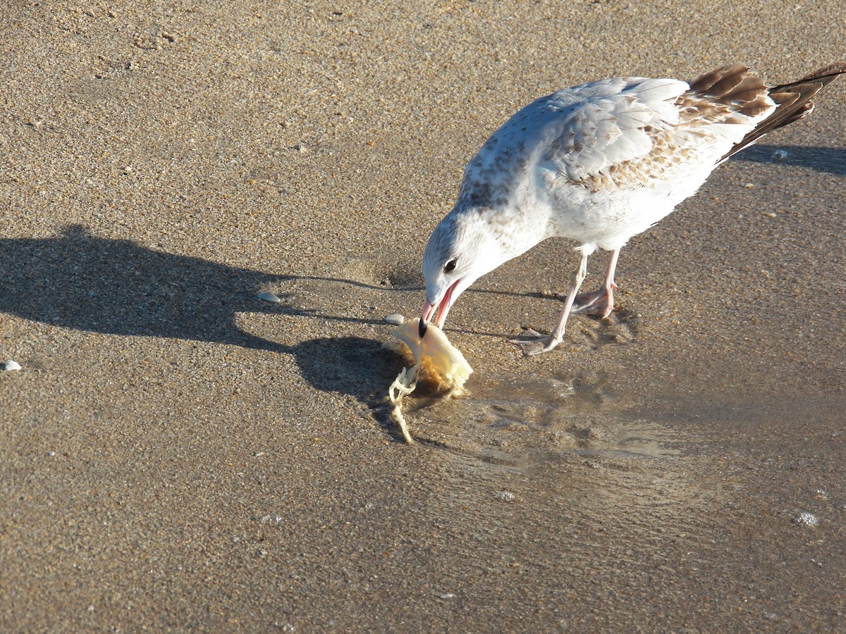 Ring-billed Gull - ML215000871