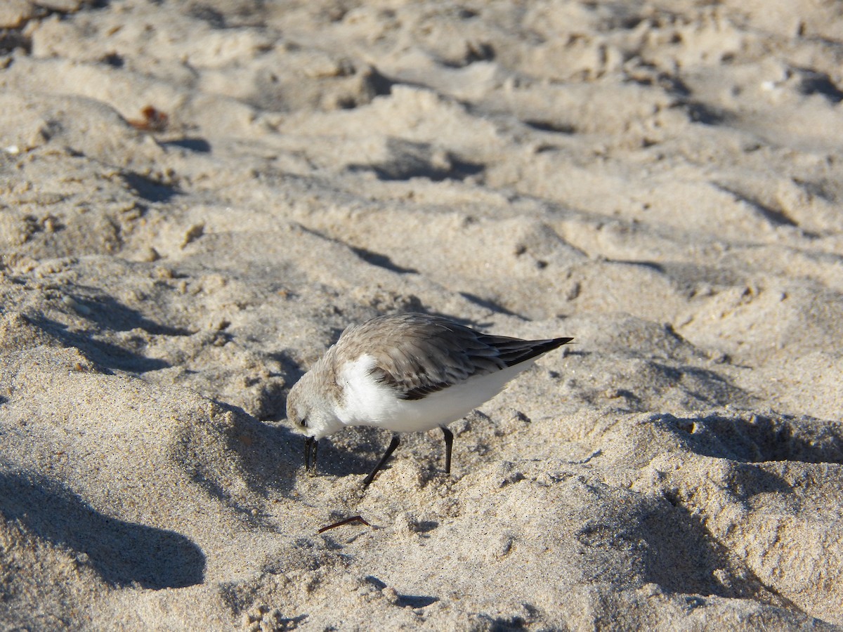 Sanderling - ML215000921