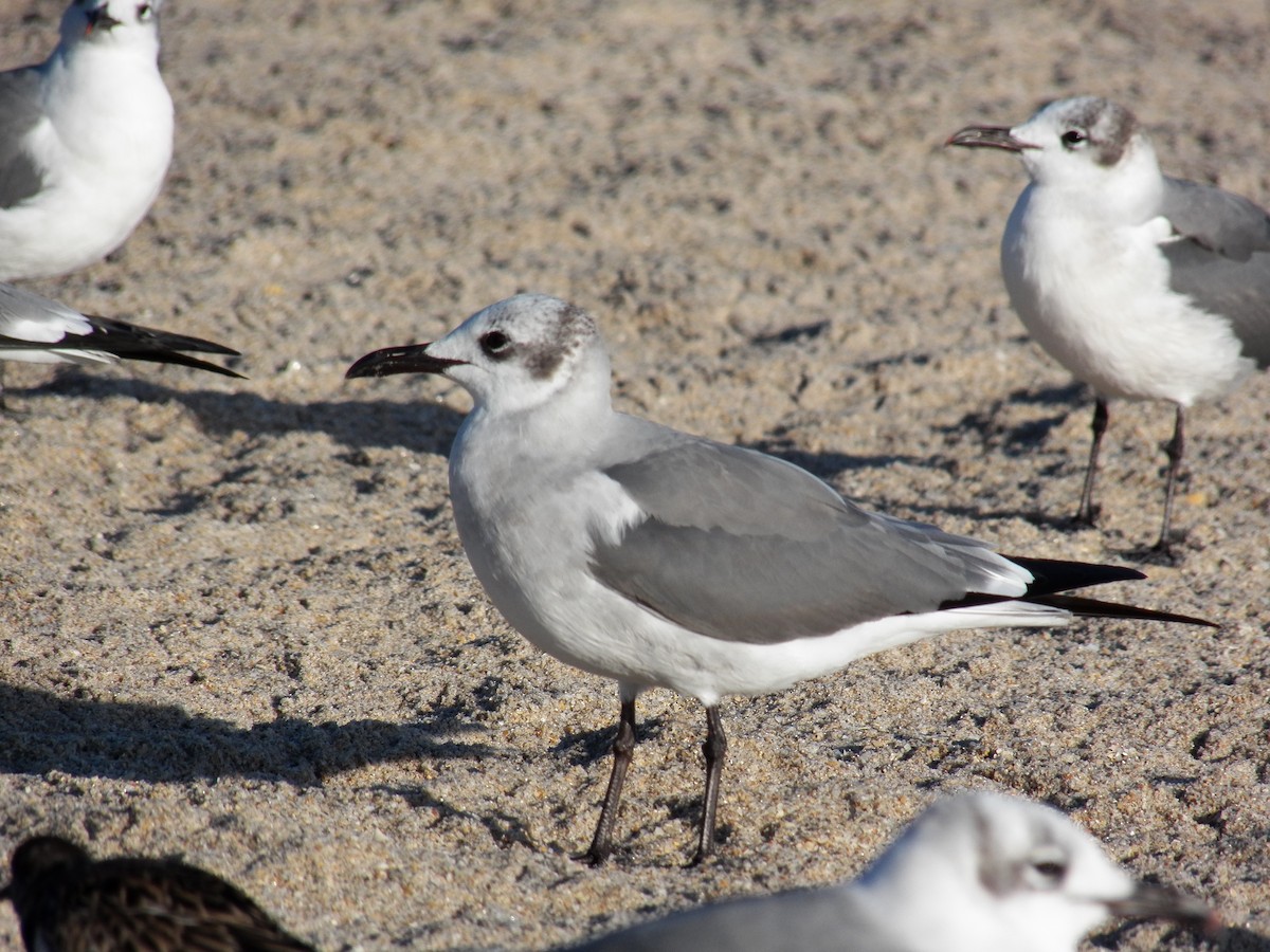 Laughing Gull - ML215000991