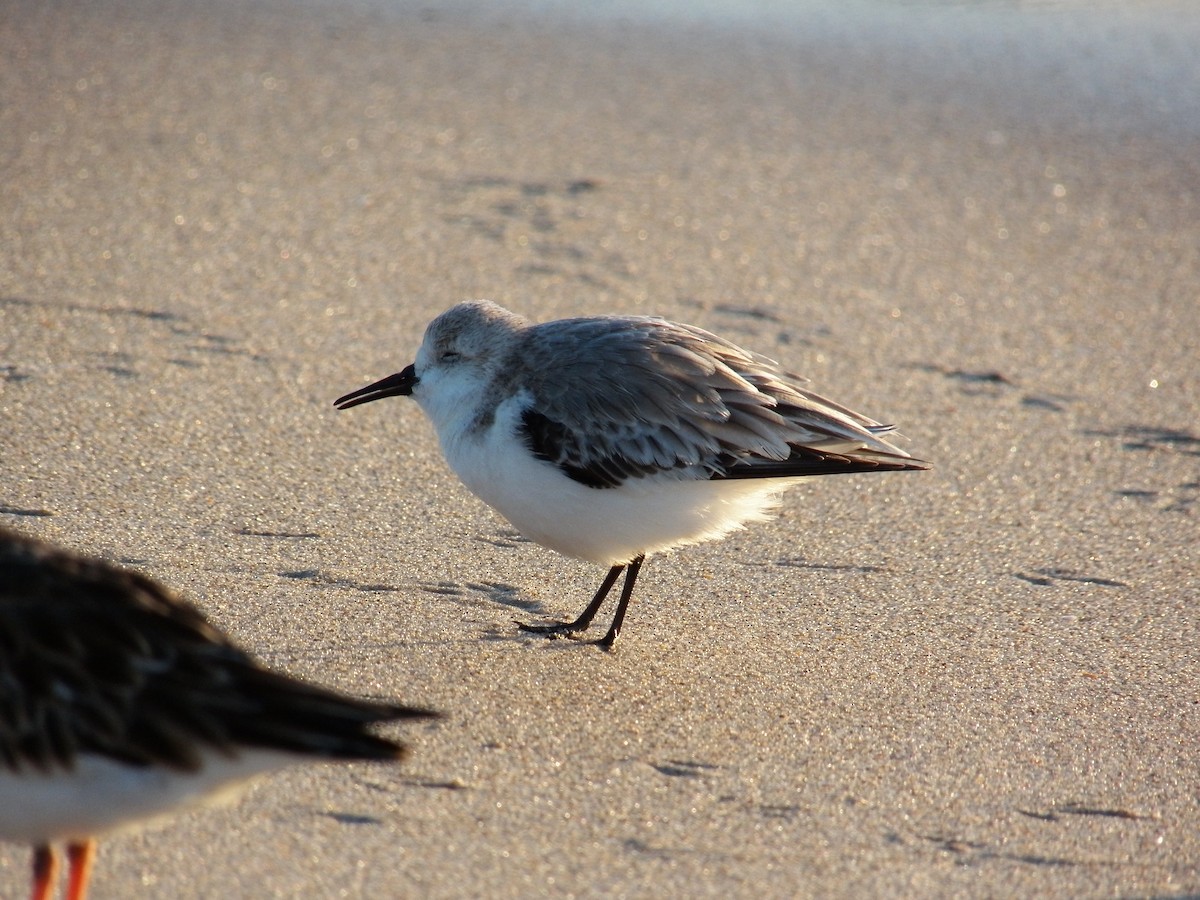 Sanderling - ML215001101
