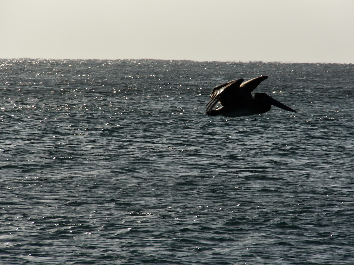 Brown Pelican - ML215001131