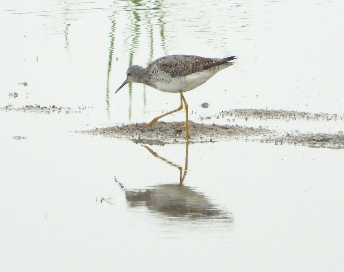 Lesser Yellowlegs - ML215001271