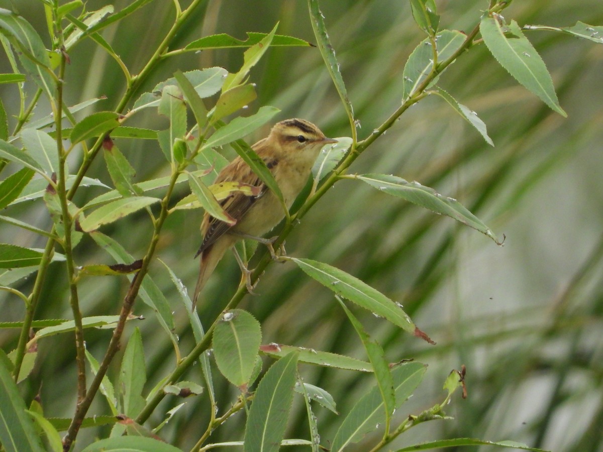 Sedge Warbler - ML215001311