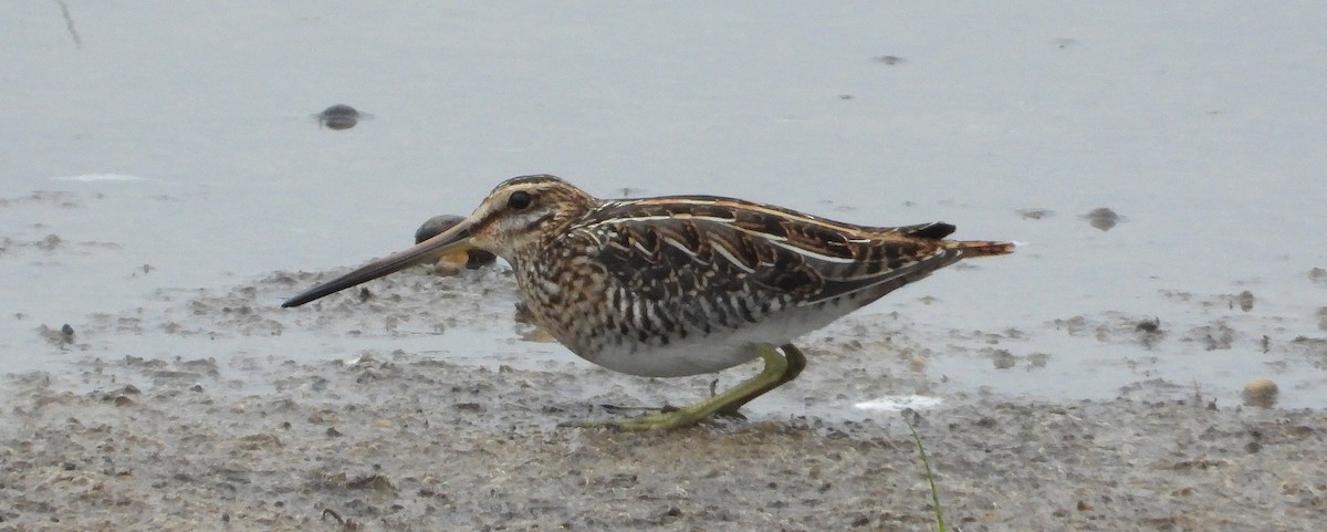 Common Snipe - ML215001391