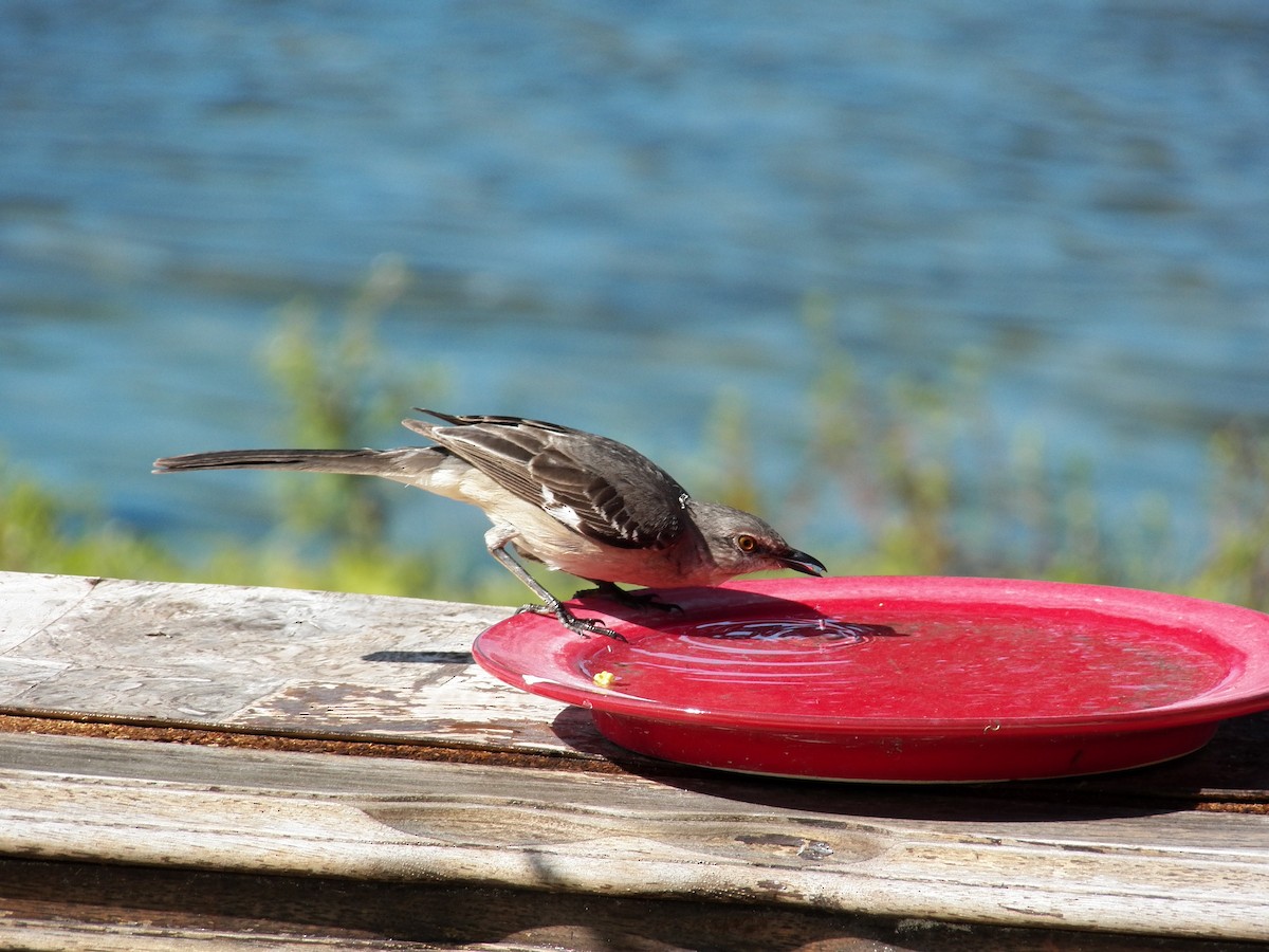 Northern Mockingbird - ML215001651