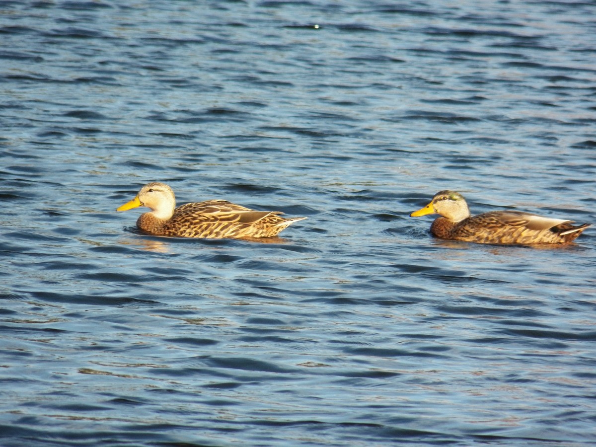 Mallard x Mottled Duck (hybrid) - ML215001701