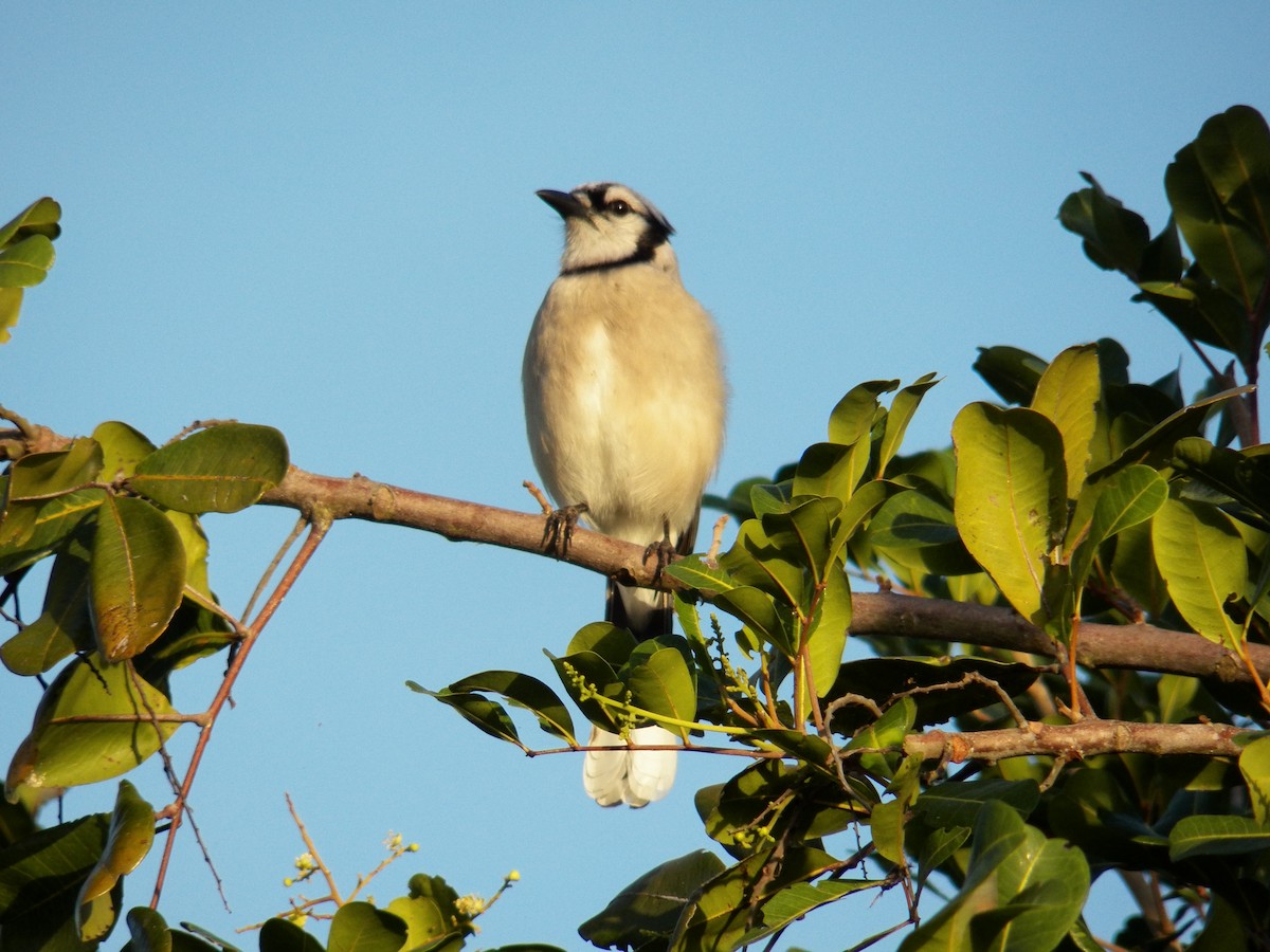 Blue Jay - ML215001771