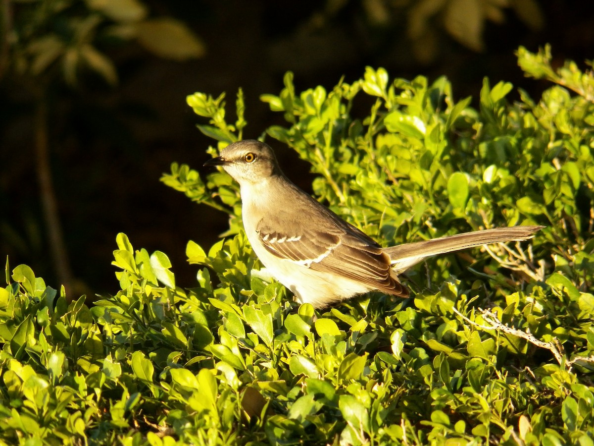 Northern Mockingbird - ML215002421