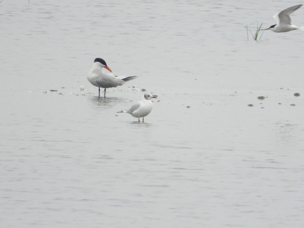 Caspian Tern - ML215003411