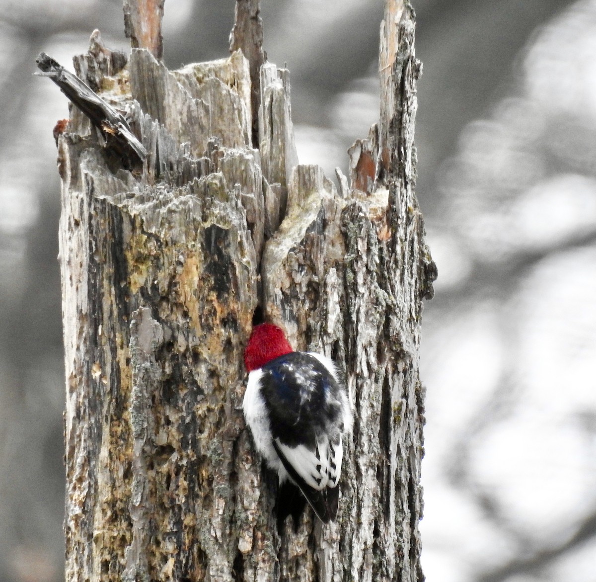Red-headed Woodpecker - ML215004641