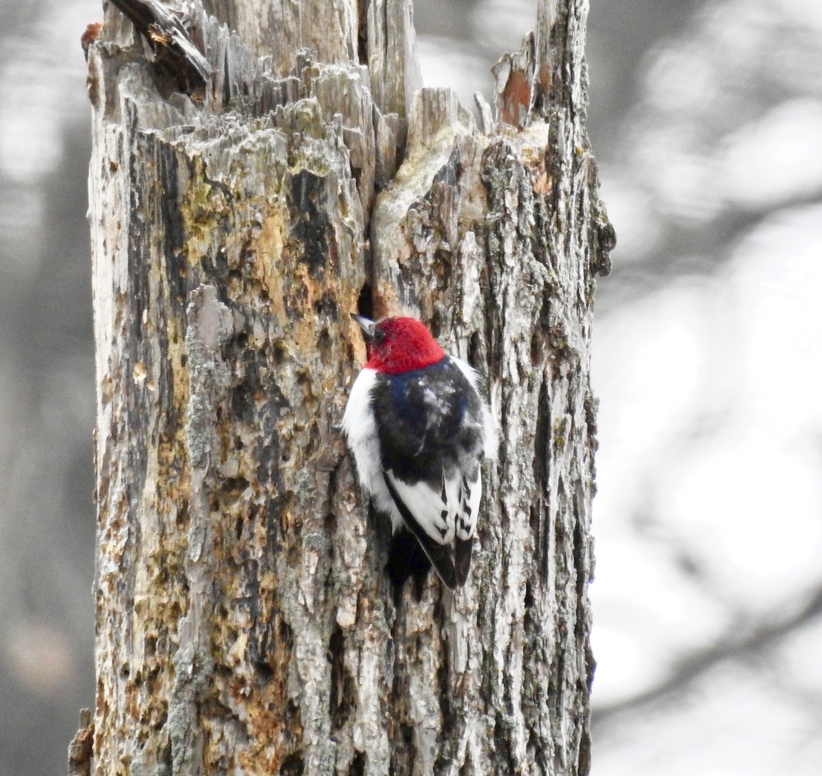 Red-headed Woodpecker - ML215004651