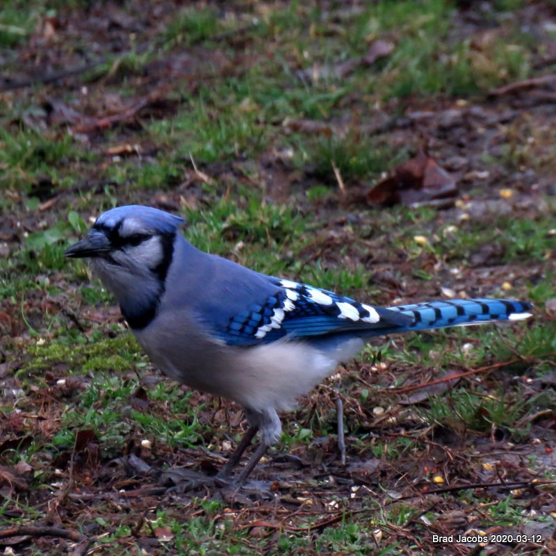 Blue Jay - ML215004681
