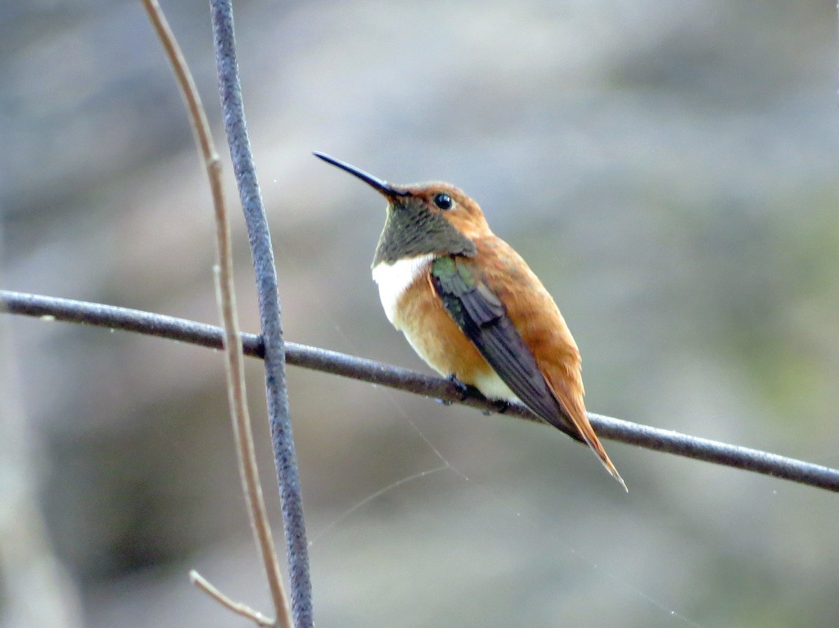 Rufous Hummingbird - ML215004871