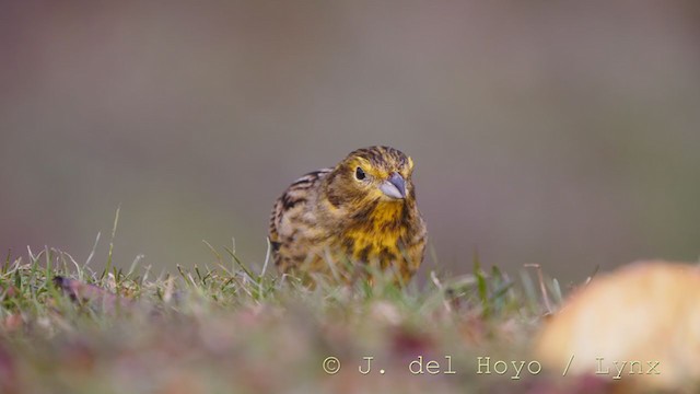 Yellowhammer - ML215005241