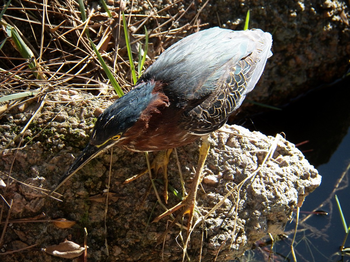 Green Heron - ML215005381