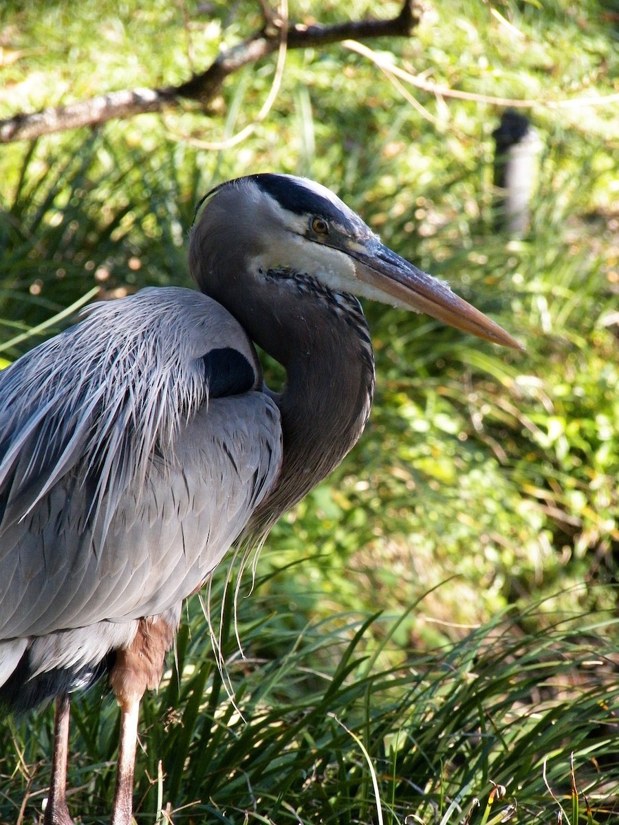 Great Blue Heron - ML215005521