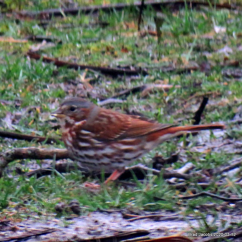 Fox Sparrow - ML215005541