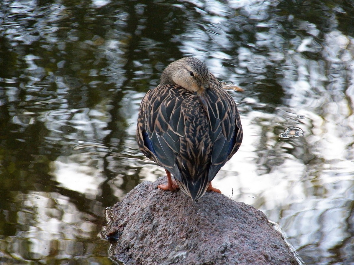 Mottled Duck - ML215005611