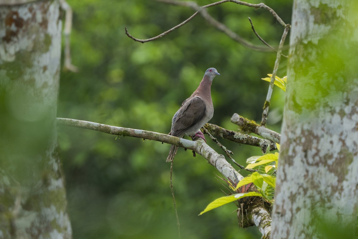 Pale-vented Pigeon - Elías  Suárez