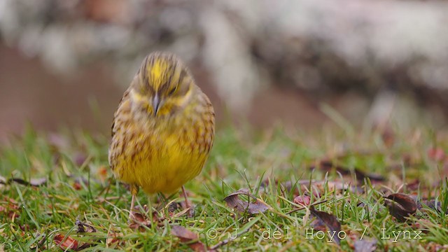 Yellowhammer - ML215007021