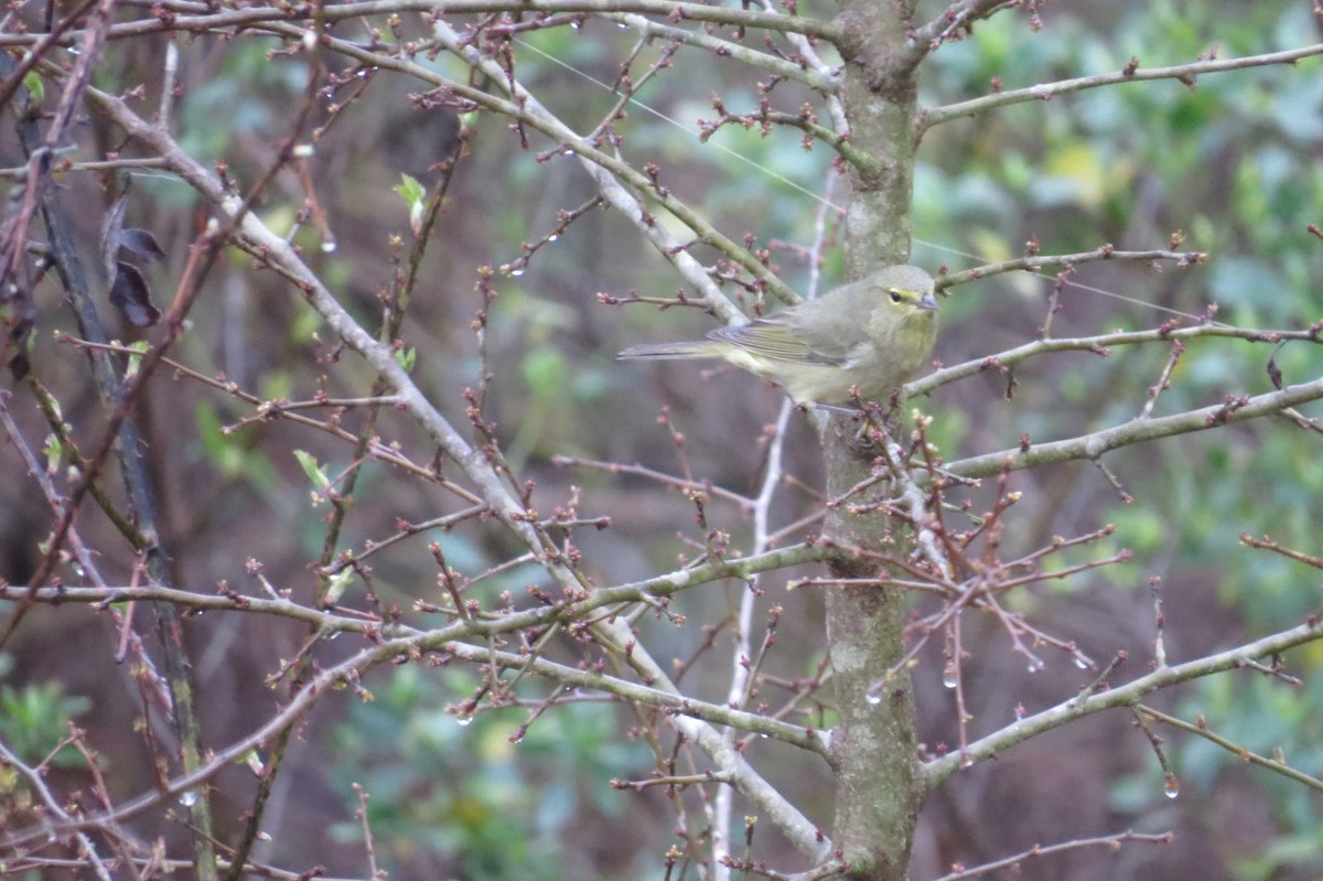 Orange-crowned Warbler - ML215007691