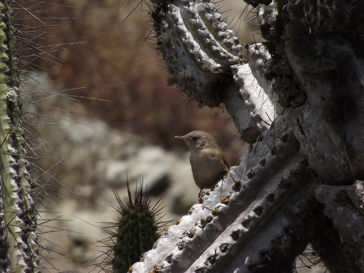 House Wren - ML21500811