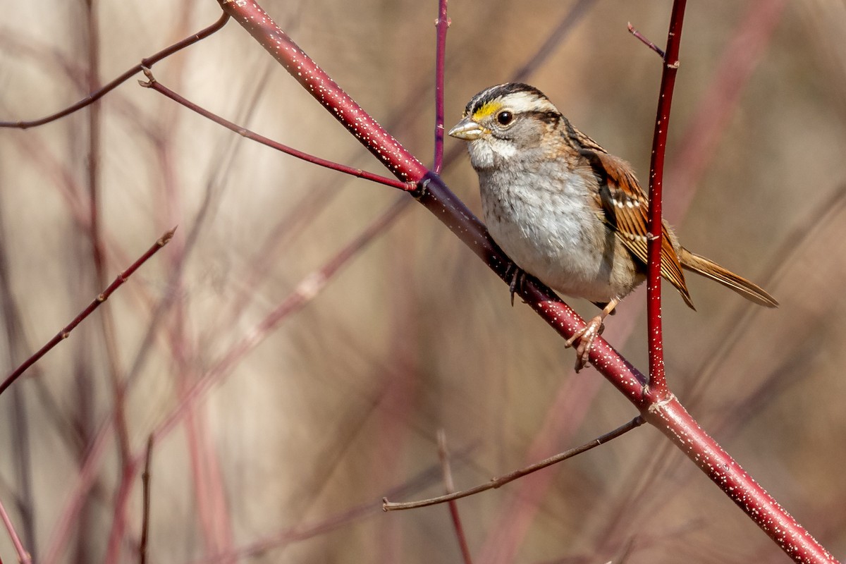 White-throated Sparrow - ML215008951