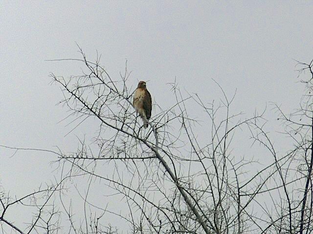 Red-tailed Hawk - ML215009251