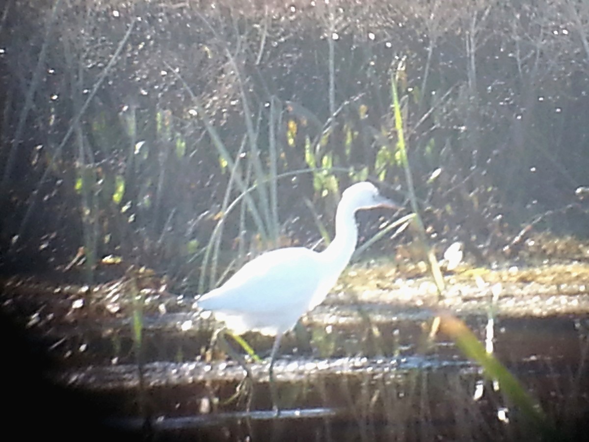 Little Blue Heron - ML21501181