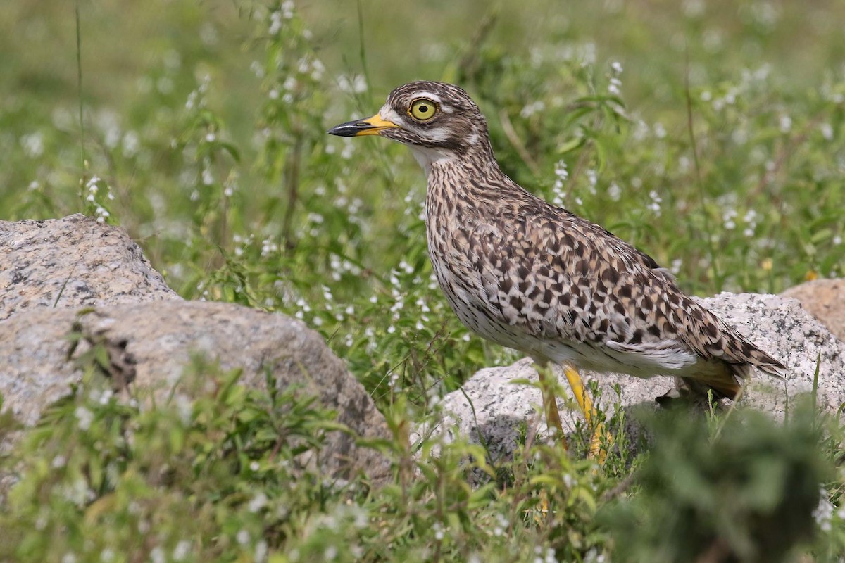 Spotted Thick-knee - Michael O'Brien