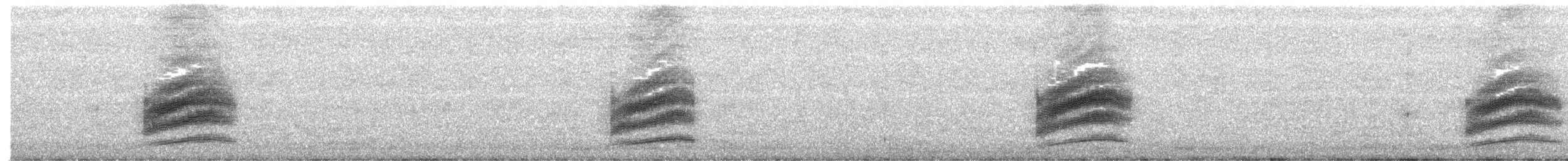 Тауї плямистий - ML215013241