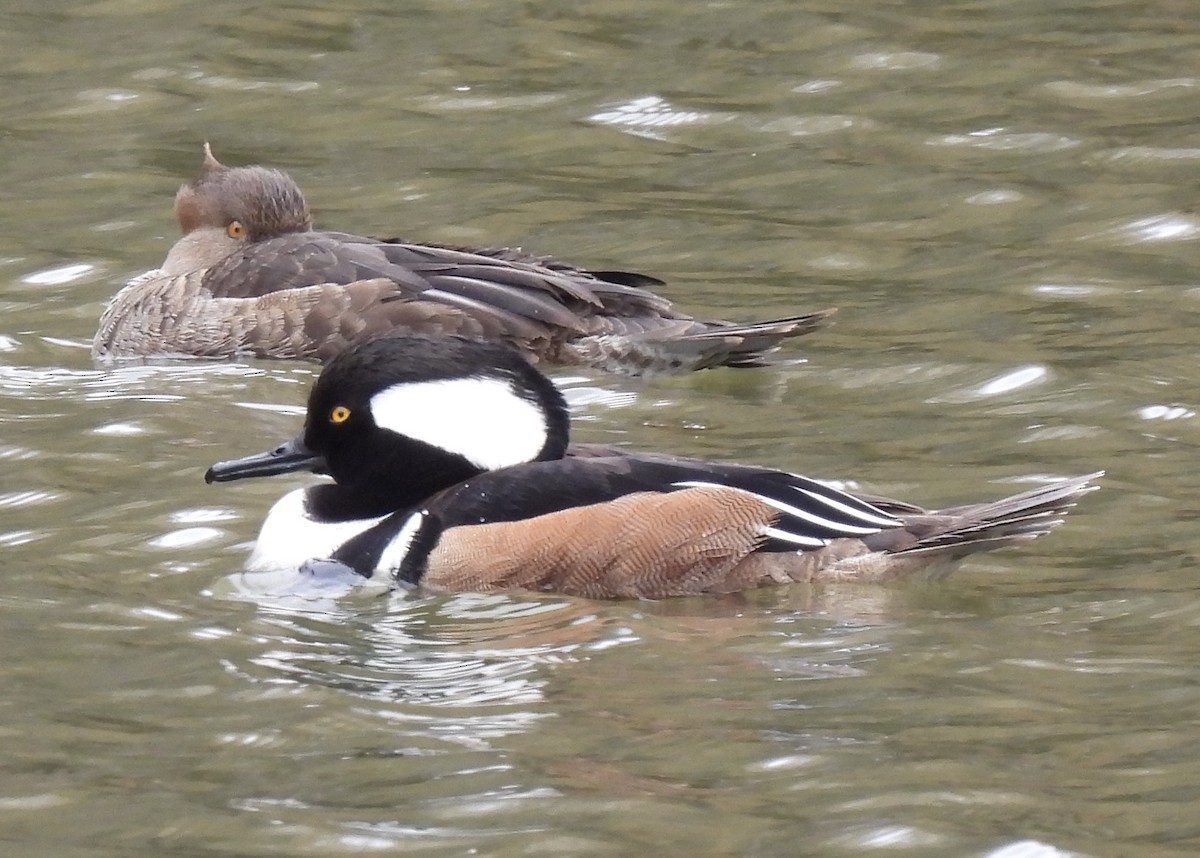 Hooded Merganser - Keri McDonnell