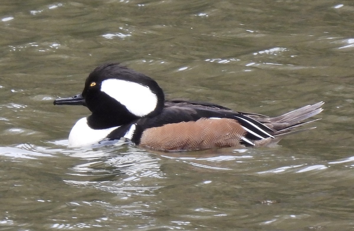 Hooded Merganser - Keri McDonnell