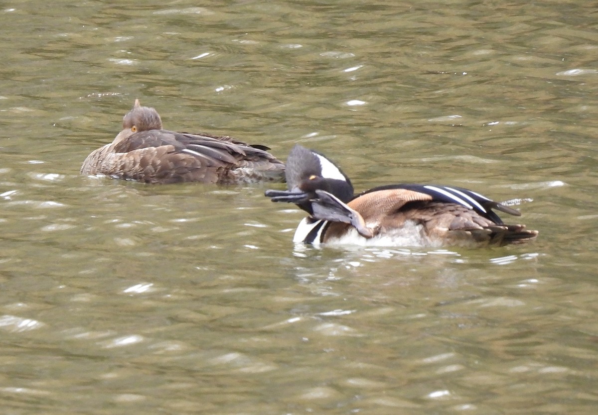 Hooded Merganser - ML215013881
