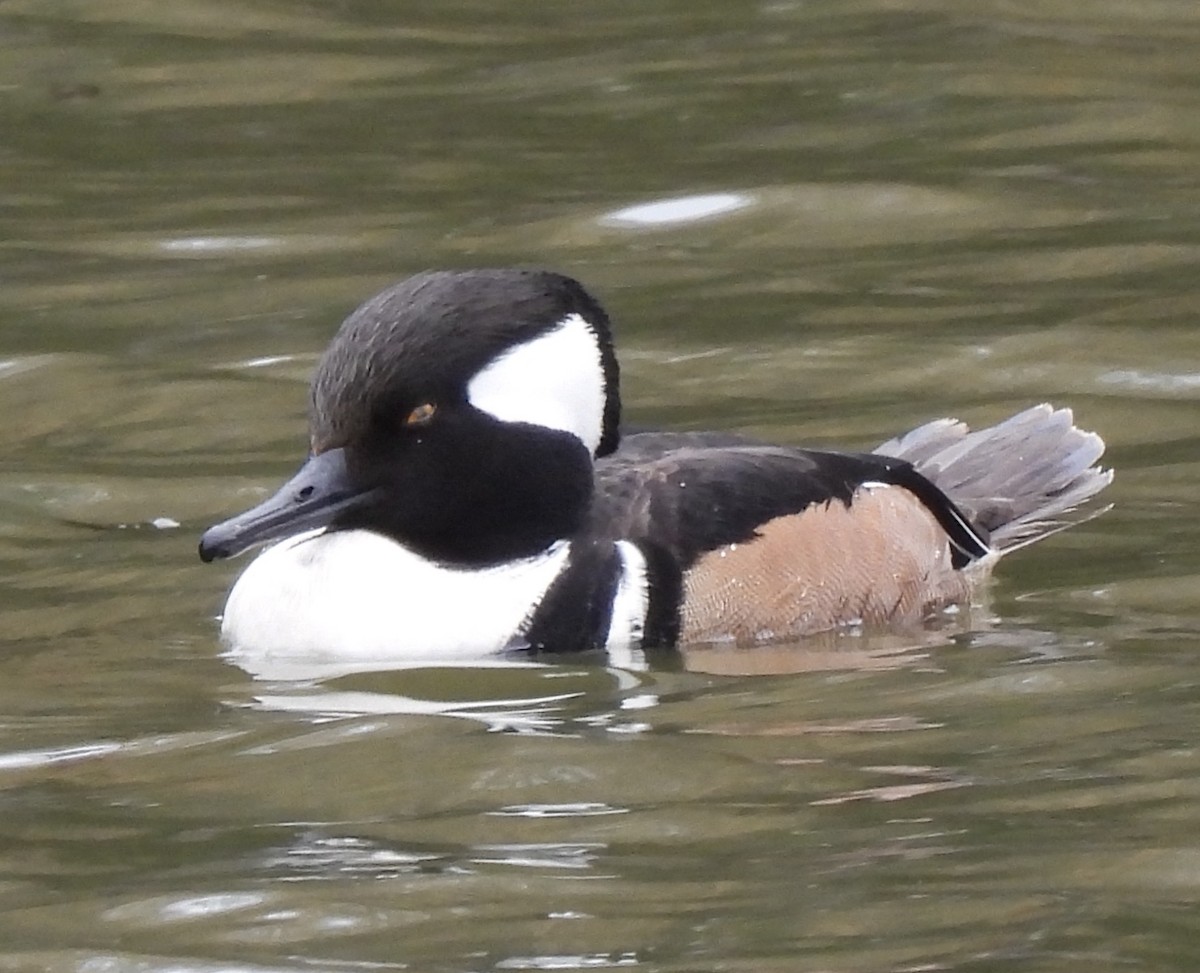 Hooded Merganser - Keri McDonnell