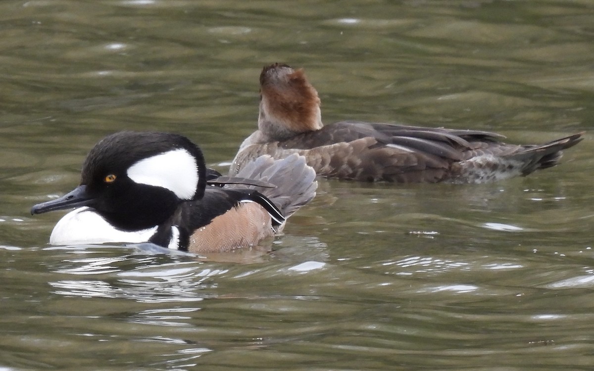 Hooded Merganser - ML215013901