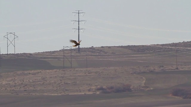 Red-tailed Hawk (calurus/alascensis) - ML215015051