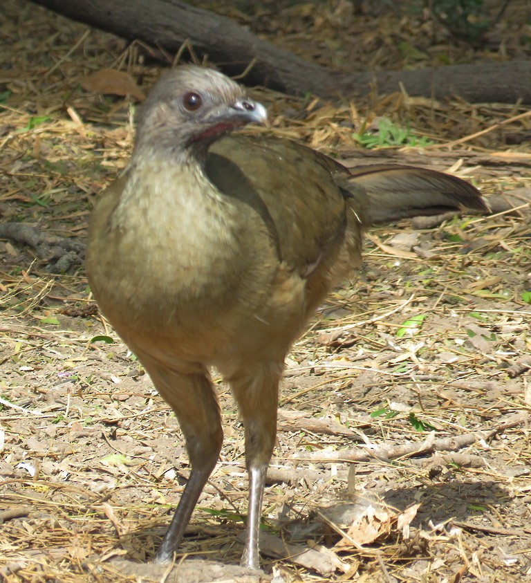 eBird Checklist - 25 Feb 2020 - Quinta Mazatlan WBC (LTC 063) - 24 species