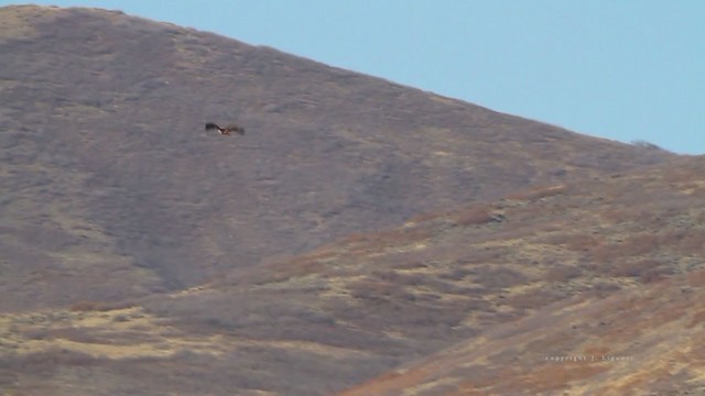 Red-tailed Hawk (calurus/alascensis) - ML215016781