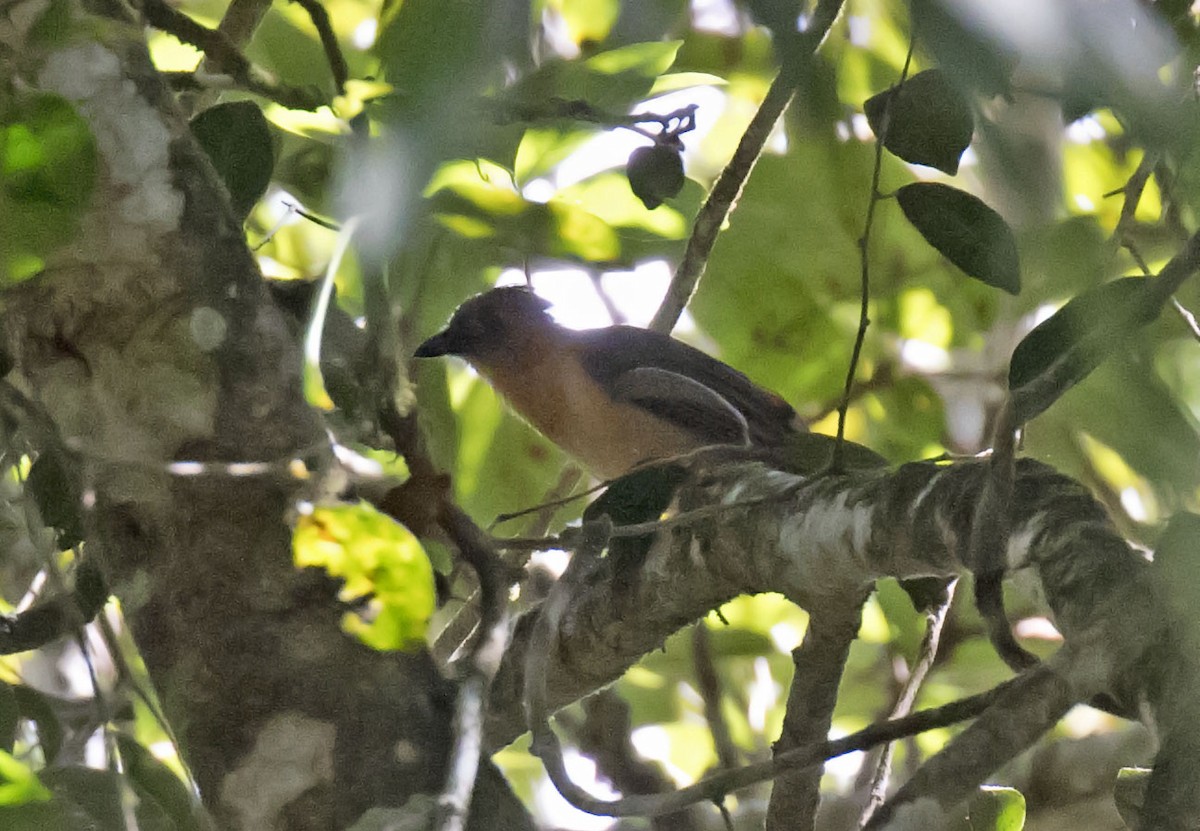 Piping Bellbird - Daniel López-Velasco | Ornis Birding Expeditions