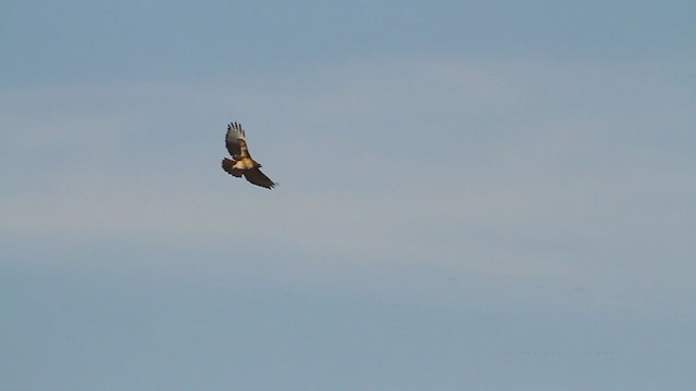 Red-tailed Hawk (calurus/alascensis) - ML215017631