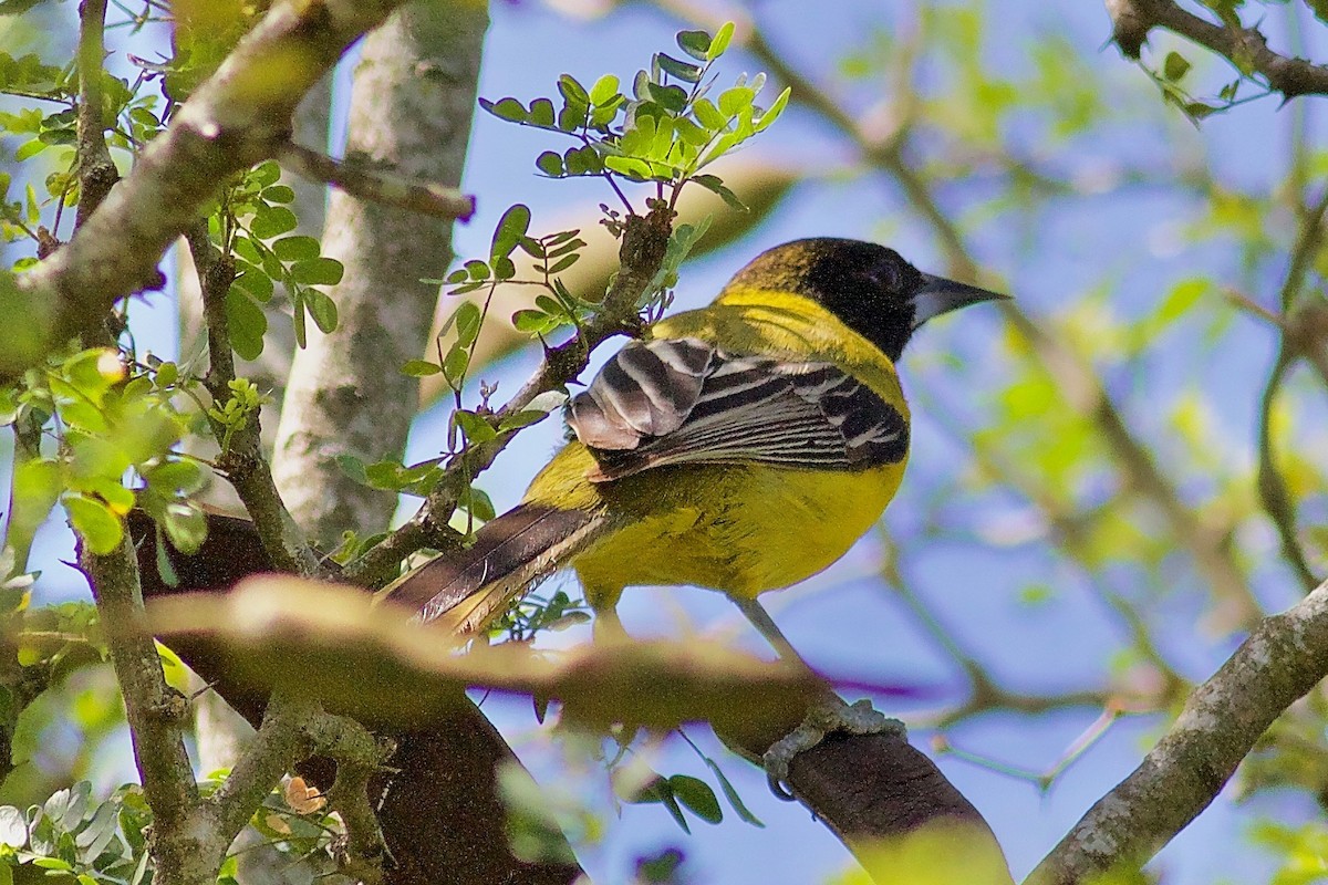 Oriole d'Audubon - ML215017911