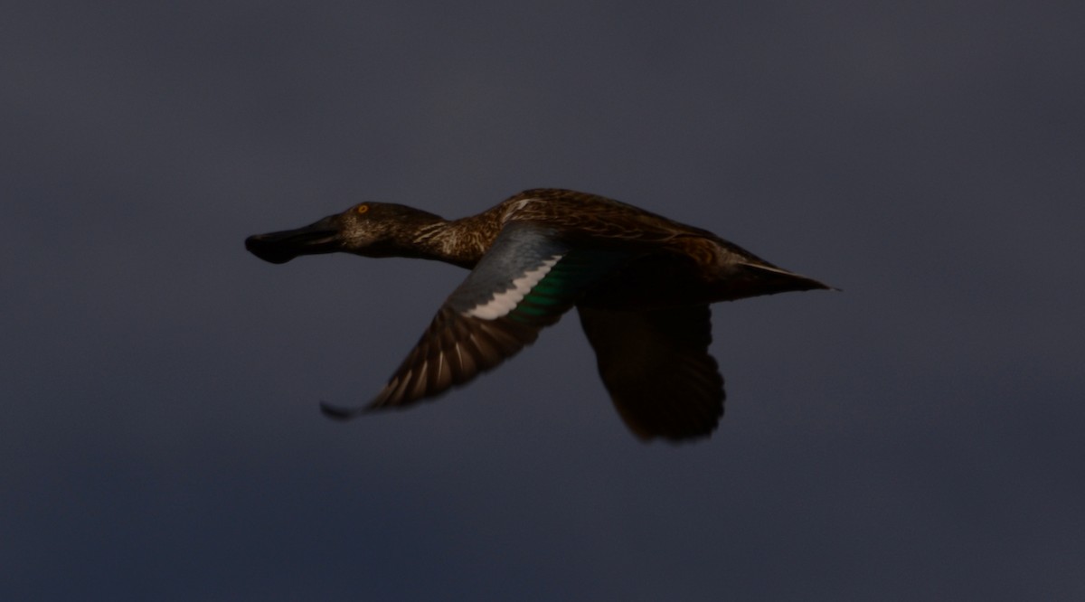 Northern Shoveler - ML21501961